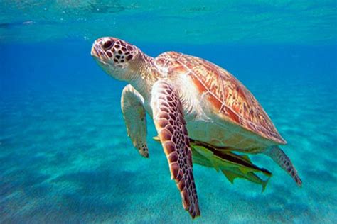 deniz kaplumbağası nerede yaşar